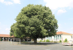 arbre28 Micocoulier de Provence