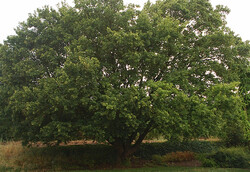 arbre32 Erable champêtre