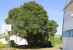 arbre29 Arbousier (Arbre aux fraises)