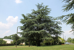 arbre30 Cèdre bleu de l'Atlas