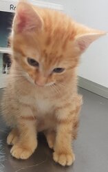 Photo EUROPEEN CHATON