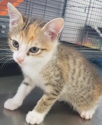 Photo EUROPEEN CHATON