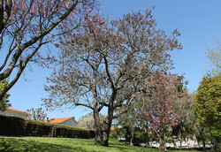 arbre27 Paulownia