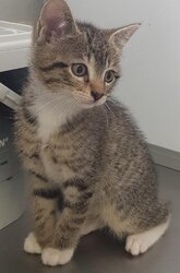 Photo EUROPEEN CHATON