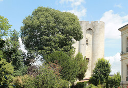 arbre21 Micocoulier